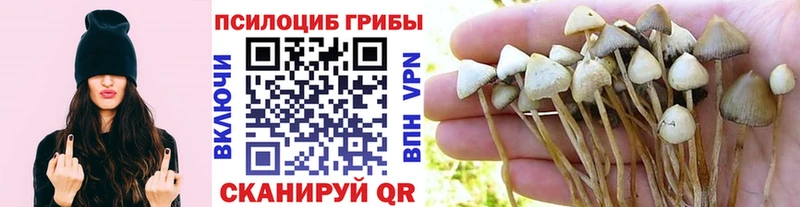Купить где  Киржач  Галлюциногенные грибы мухоморы 